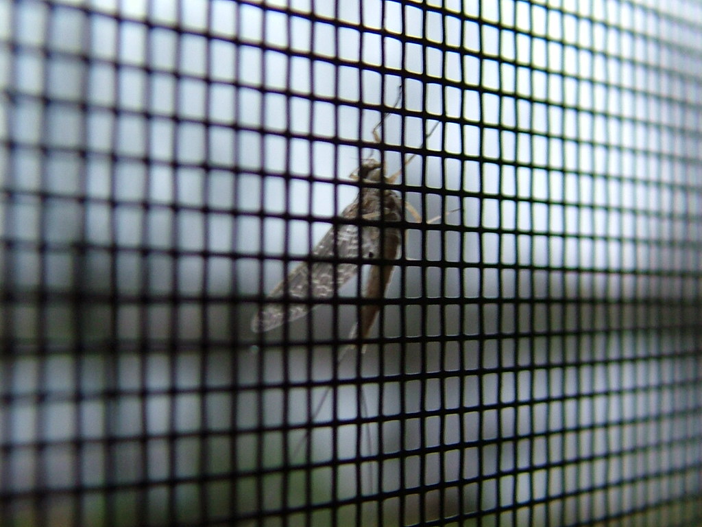 insect screen