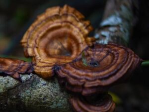 Reishi paddestoel
